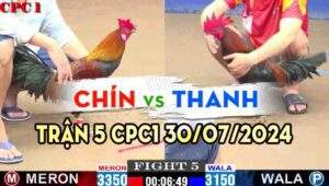 Trận 5 CPC2 30/07/2024 A Chín 3350g vs A Thanh 3150g Đỏ A8 Xổ 30 gà que chân xanh đá đâm nát người gà điều a Chín