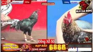 Trận 11 CPC2 11/12/2024 – Gà Đỏ Anh Bảo Đá Hiểm Thắng Đẹp