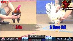 Trận 2 CPC1 12/12/2024 - Bướm Đá Quá Khủng Nạp Sâu Điều Sụm Tỳ