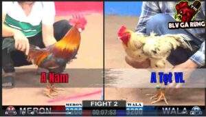 Trận 2 CPC2 Ngày 27/12/2024 - Gà Bướm Anh Tẹt Vĩnh Long Qúa Hay