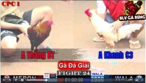 Trận 24 CPC1 19/12/2024 - Gà Điều Đá Lẹ Bướm Thở Không Nổi