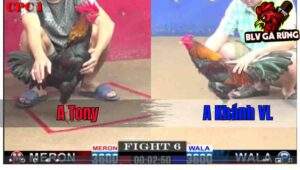 Trận 6 CPC1 12/12/2024 – Điều Canh Chuẩn Chân Đâm Mau Lẹ Đưa Đỏ Nằm Gục