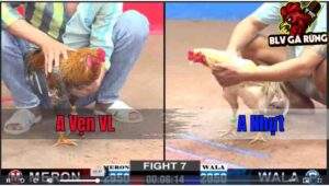 Trận 7 CPC1 20/12/2024 – Bướm Hiệu Cũng Chỉ Là Cái Tên Trong 1 Ngày Không Có Bảo Sting