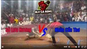 Trận Đấu Thứ 2 Giữa Nhân Cần Thơ Và Sở Lưu Hương Tại Bồ Hoa Lư 09/12/2024