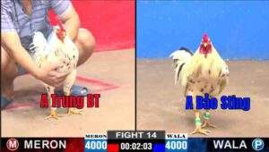 Trận 14 CPC2 05/01/2025 - Bảo Sting Mang Bướm Hiệu Ra Đấu Với Anh Trung Bến Tre