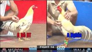 Trận 14 CPC2 17012025 - Anh Bé Bến Tre Đụng Anh Nghĩa