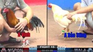 Trận 15 CPC2 05/01/2025 - Gà Uá Cụt Móng Chân Của Bảo Sting Ăn Cái Thứ 8