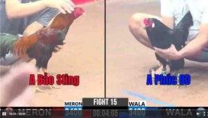 Trận 15 CPC3 12/01/2025 - Bảo Sting Gặp Chú Phúc Bình Dương Qúa Hấp Dẫn