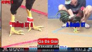 Trận 16 18/01/2025 - Anh Thắng Bến Tre Hạ Nhẹ Nhàng Anh Danh Trong Trận Đấu Cúp