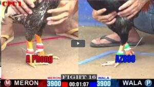 Trận 16 CPC1 16012025 - Anh Phong Đụng Cọp AZ888