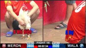 Trận 16 CPC2 01/01/2025 - Bướm Hiệu Bảo Sting Xuất Sắc Hạ Đẹp Gà Anh Dự