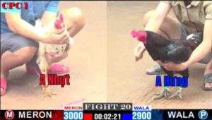 Trận 17 CPC2 08/01/2025 - Anh Nhựt Gặp Ngay Cọp Trong Trận Ra Quân Tại C2