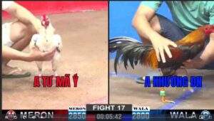 Trận 17 CPC2 10/01/2025 - Anh Tư Mã Ý Đụng Anh A Khương ĐN