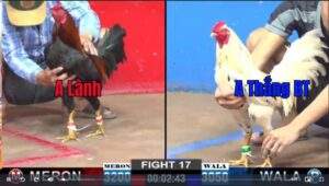 Trận 17 CPC2 19012025 - Anh Lành Đụng Anh Thắng Bến Tre