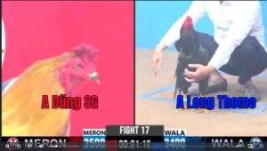 Trận 17 CPC3 12/01/2025 - Anh Dũng Sài Gòn Đụng Anh Long Thomo Trong Trận Xổ 500