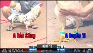 Trận 18 CPC3 12/01/2025 - Bảo Sting Đụng Duyên Ti Trong Trận Xổ 1 Tỏi