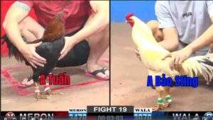 Trận 19 05/01/2025 - Bảo Sting Chấp Ngông 4 Chấm Và Cái Kết