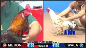 Trận 2 CPC1 11012025 - Anh Ton Ra Quân Hạ Anh Bửu Nhẹ NhàngTrận 2 CPC1 11/01/2025 - Anh Ton Ra Quân Hạ Anh Bửu Nhẹ Nhàng