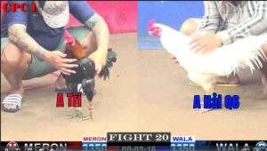 Trận 20 CPC1 04/01/2025 - Anh Trí Hạ Đẹp Anh Hải Quận 6 Sau 3 Chân