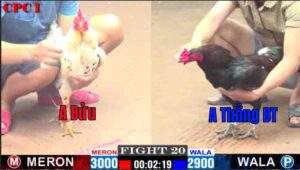 Trận 21 CPC1 07012025 - Trận Gà Phản Ăn 1 Của Anh Bửu Trước Anh Thắng Bến Tre