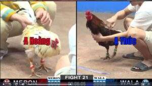 Trận 21 CPC2 17012025 - Anh Hoàng Đối Đầu Anh Thức