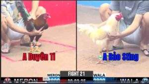 Trận 21 CPC3 12/01/2025 - Duyên Ti Thua Bảo Sting Trong Trận Xổ 500