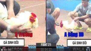 Trận 21 CPC3 14/01/2025 - Gà Sinh Đôi Anh Đăng Đụng Gà Sinh Đôi Anh Phi Trường