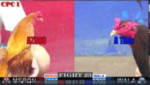 Trận 23 CPC1 18012025 - AZ888 Hạ Đẹp Gà Anh Tình