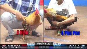 Trận 23 CPC2 05012024 - Phu Phu Đụng Cọp Nhận Thất Bại Trong Trận Đầu Tiên