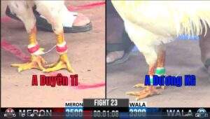 Trận 23 CPC3 12/01/2025 - Duyên Ti Lại Thua Trong Trận Xổ 500 Khi Gặp Cọp