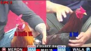 Trận 24 CPC1 04/01/2024 - Anh Trí Tiếp Tục Hạ Đẹp Anh Tuấn Vĩnh Long