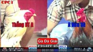 Trận 25 CPC1 18012025 - Anh Thắng Bến Tre A Đụng Anh Bửu Sài Gòn