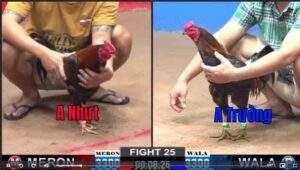 Trận 25 CPC2 08/01/2025 - Anh Nhựt Gặp Ngay Sát Thủ Thua Nhanh Gọn