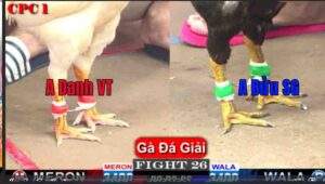 Trận 26 18/01/2025 - Anh Phương Bến Tre Vô Địch Hôm Nay