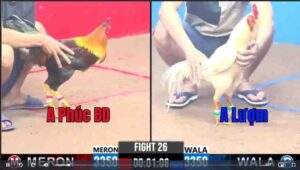 Trận 26 CPC3 12/01/2025 - Chú Phúc Bình Dương Gặp Phải Cọp Anh Lượm