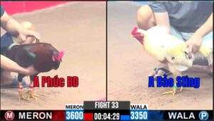 Trận 33 CPC3 12/01/2025 - Anh Phúc Bình Dương Thua Anh Bảo Sting Thuyết Phục