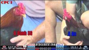 Trận 34 CPC1 09012025 - Điều Cọp Anh Oanh Đá 1 Chân Hạ Đẹp Đối Thủ