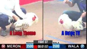 Trận 37 CPC3 12/01/2025 - Anh Long Thomo Khiêu Vũ Trước Đối Thủ Tại CPC3