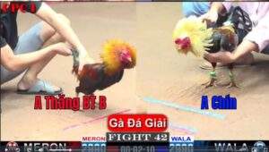 Trận 42 CPC1 16012025 - A Thắng Bến Tre Đụng A Chín