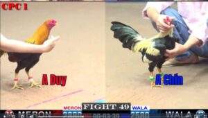 Trận 49 CPC1 16012025 - Cọp A Duy Hạ A Chính