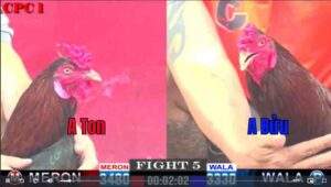 Trận 5 CPC1 11/01/2025 - Anh Ton Tiếp Tục Hạ Anh Bửu Trong Trận Đấu Căng Thẳng