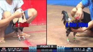 Trận 5 CPC2 22012025 - Anh Tuấn Hạ Đẹp Anh Bảo Sting