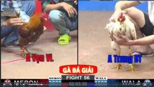 Trận 56 CPC2 05/01/2025 - Trận Chung Kết Tranh Vô Địch CPC2 Hôm Nay