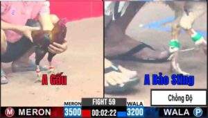 Trận 59 CPC3 12/01/2025 - Bướm Cọp Bảo Sting Chồng Độ Hạ Đẹp Đối Thủ Dù Nhẹ Hơn 3 Chấm