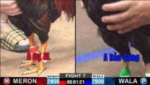 Trận 7 CPC2 05/01/2025 - Bảo Sting Gặp Dự Bảo Lộc Trong Trận Xổ 200