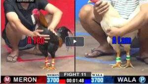 Trận 11 CPC2 21/02/2025 - Anh Tèo Hạ Anh Lam Nhọc Nhằn Trong Trận Gà Căng Thẳng