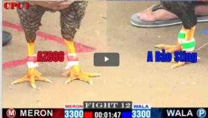 Trận 12 CPC1 22/02/2025 - Bảo Sting Gặp Cọp Thất Thủ Khi Gặp Cọp AZ888