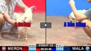 Trận 12 CPC2 19/02/2025 - Bảo Sting Tiếp Tục Gieo Sầu Cho Anh Cường