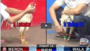 Trận 12 CPC2 21/02/2025 - Anh Thắng Bến Tre Có Trận Ra Quân Thất Bại