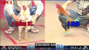 Trận 13 CPC1 1122025 - Anh Thắng Bến Tre Đối Đầu Anh Nhật